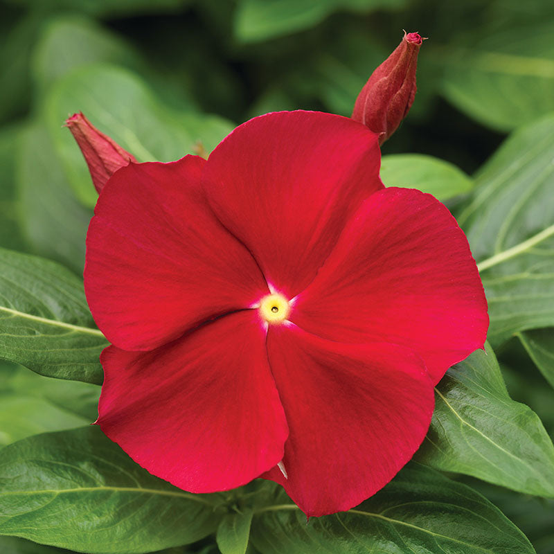 Vinca Cora Mix F1 Seed