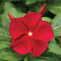 Vinca Cora Mix F1 Seed