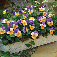 Viola Penny Jump Up Mix F1 Seed