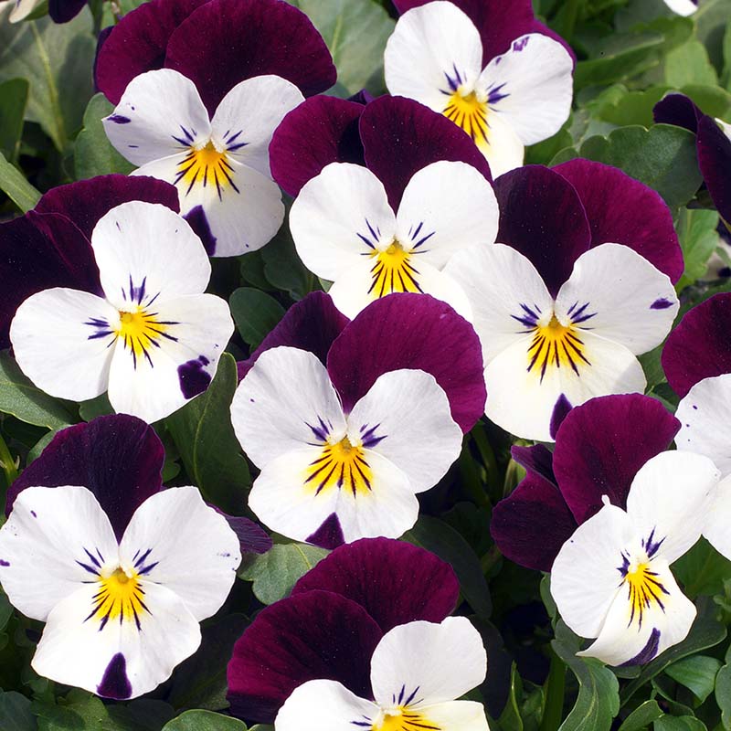 Viola Penny Jump Up Mix F1 Seed