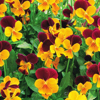 Viola Penny Jump Up Mix F1 Seed