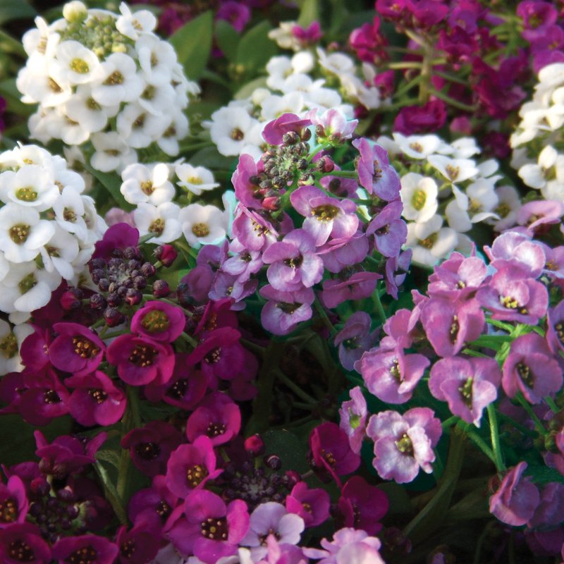 Alyssum Clear Crystals Mix Seed