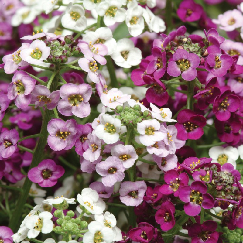 Alyssum Clear Crystals Mix Seed
