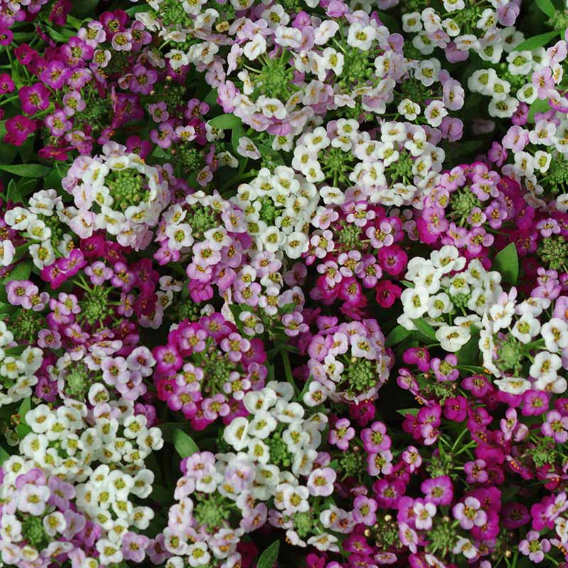 Alyssum Clear Crystals Mix Seed