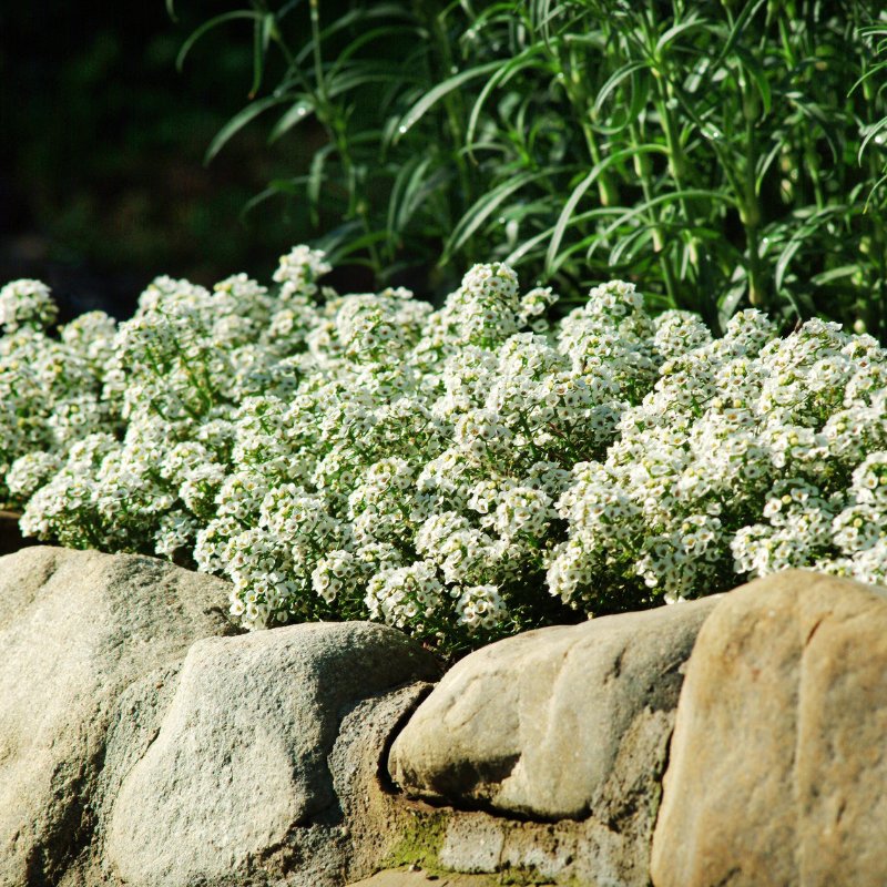 Alyssum Clear Crystals White Seed