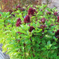 Ornamental Basil Cardinal Organic Seed