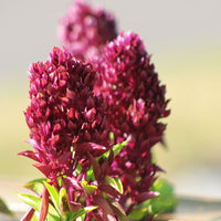 Ornamental Basil Cardinal Organic Seed