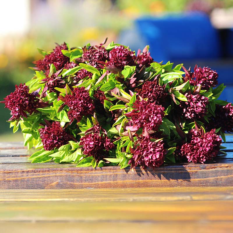 Ornamental Basil Cardinal Organic Seed