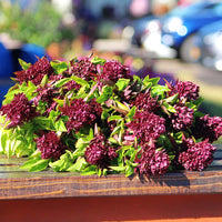 Ornamental Basil Cardinal Organic Seed