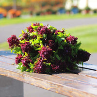 Ornamental Basil Cardinal Organic Seed