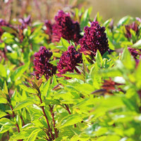 Ornamental Basil Cardinal Organic Seed