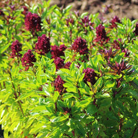 Ornamental Basil Cardinal Organic Seed
