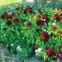 Ornamental Basil Cardinal Organic Seed