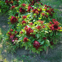 Ornamental Basil Cardinal Organic Seed