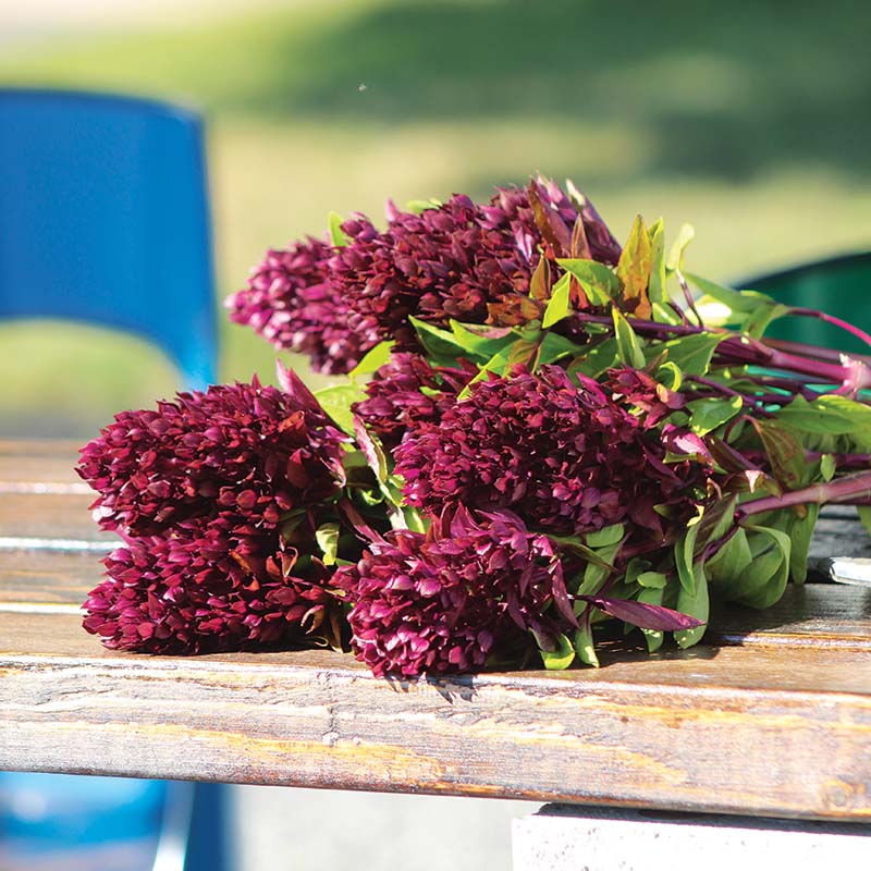 Ornamental Basil Cardinal Organic Seed