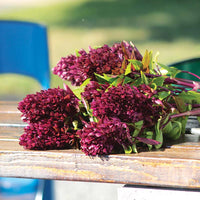 Ornamental Basil Cardinal Organic Seed