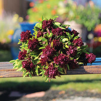 Ornamental Basil Cardinal Organic Seed