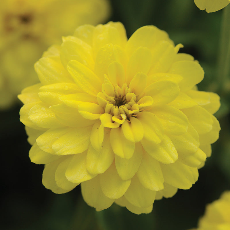 Zinnia Zahara Mix Seed