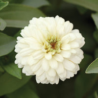 Zinnia Zahara Mix Seed
