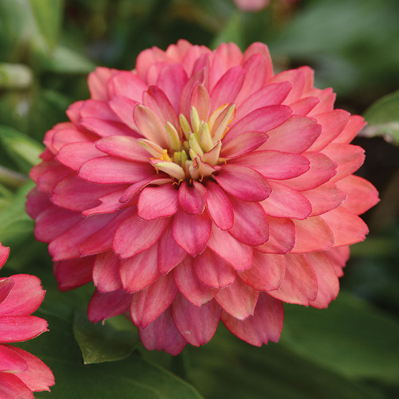 Zinnia Zahara Mix Seed