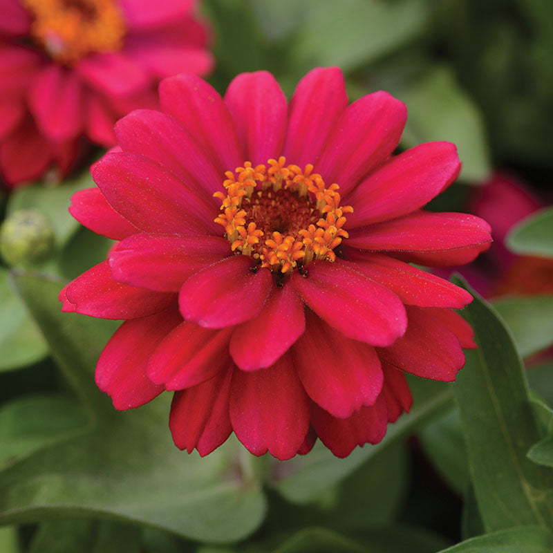 Zinnia Zahara Mix Seed