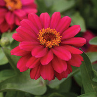 Zinnia Zahara Mix Seed