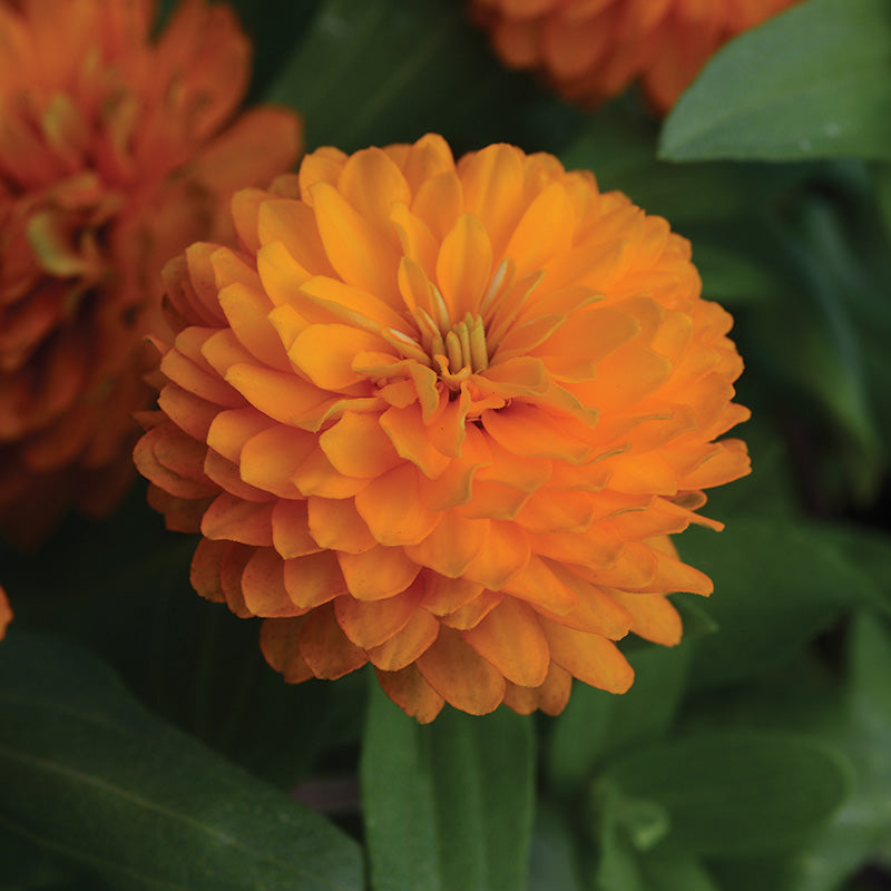 Zinnia Zahara Mix Seed