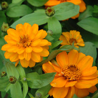 Zinnia Profusion Double Mix Seed