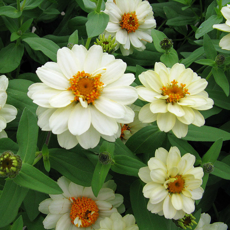 Zinnia Profusion Double Mix Seed