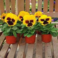 Pansy Mammoth Mix F1 Seed