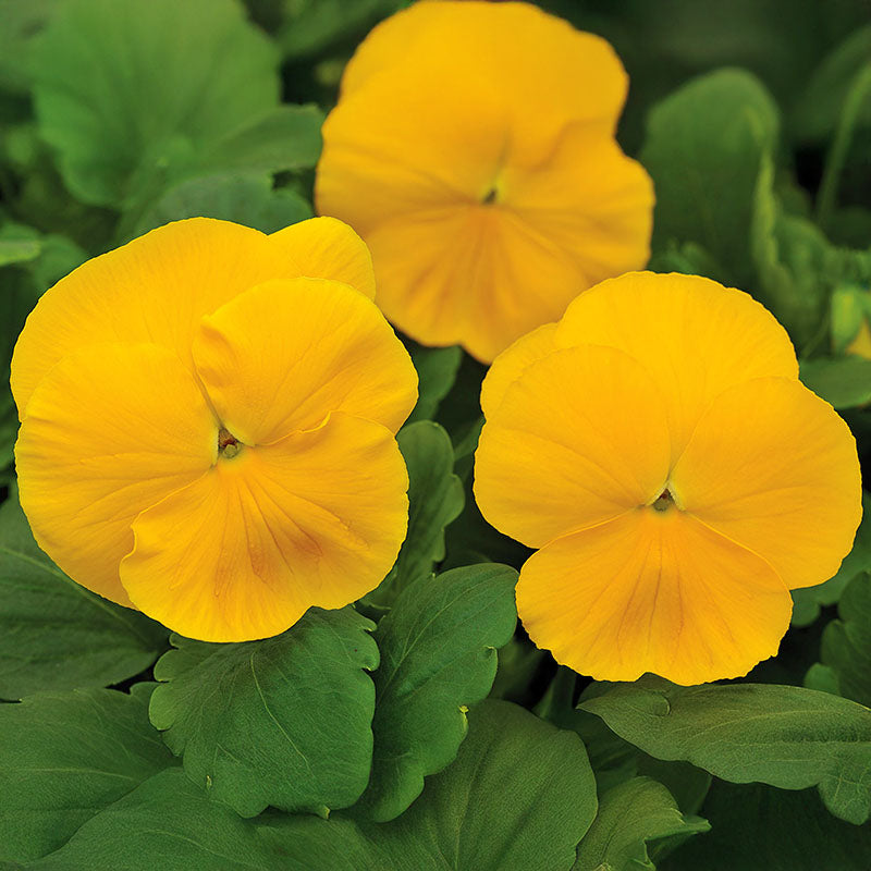 Pansy Mammoth Mix F1 Seed