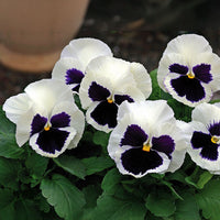 Pansy Mammoth Mix F1 Seed
