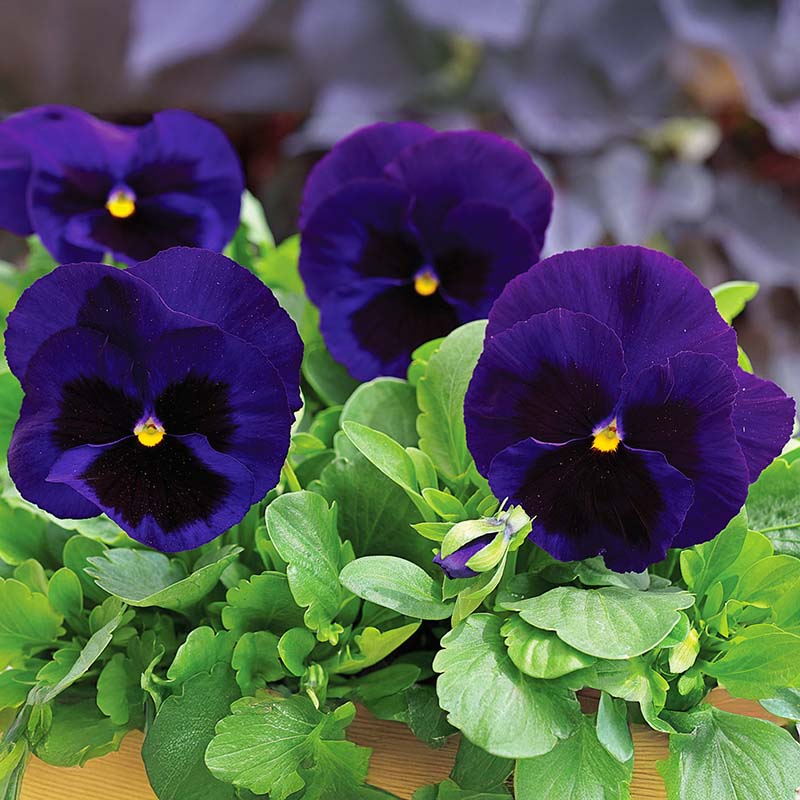 Pansy Mammoth Mix F1 Seed