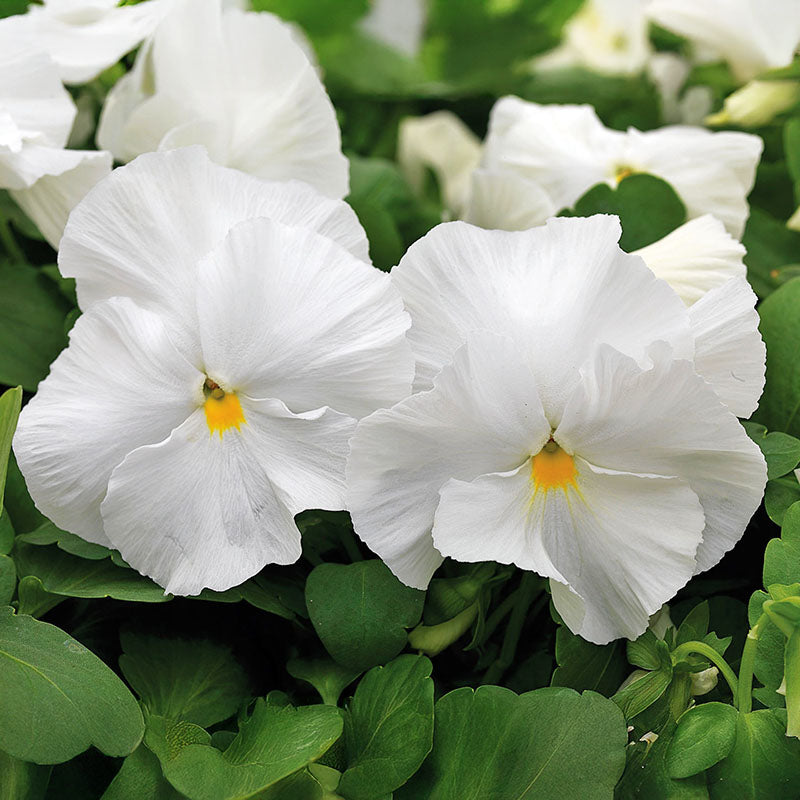 Pansy Mammoth Mix F1 Seed