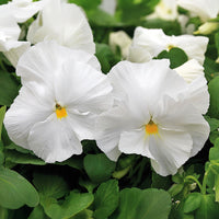 Pansy Mammoth Mix F1 Seed