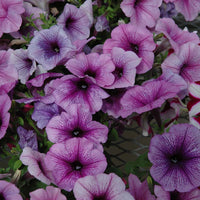 Petunia Easy Wave Plum Vein F1 Seed