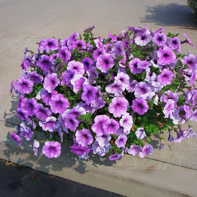 Petunia Easy Wave Plum Vein F1 Seed