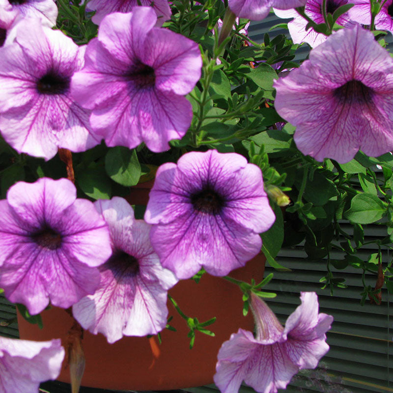 Petunia Easy Wave Plum Vein F1 Seed