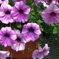 Petunia Easy Wave Plum Vein F1 Seed