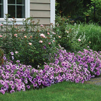 Petunia Easy Wave Plum Vein F1 Seed