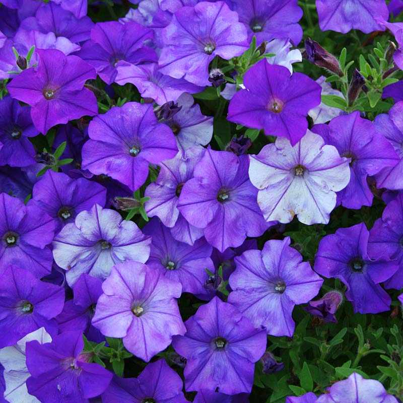 Petunia Shock Wave Denim F1 Seed