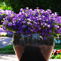 Petunia Shock Wave Denim F1 Seed
