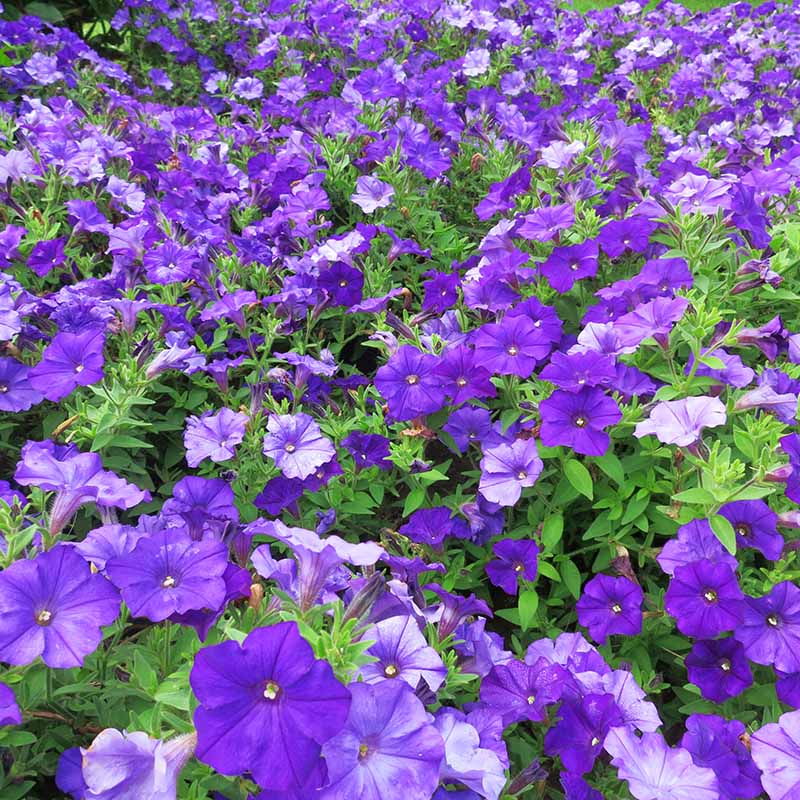 Petunia Shock Wave Denim F1 Seed