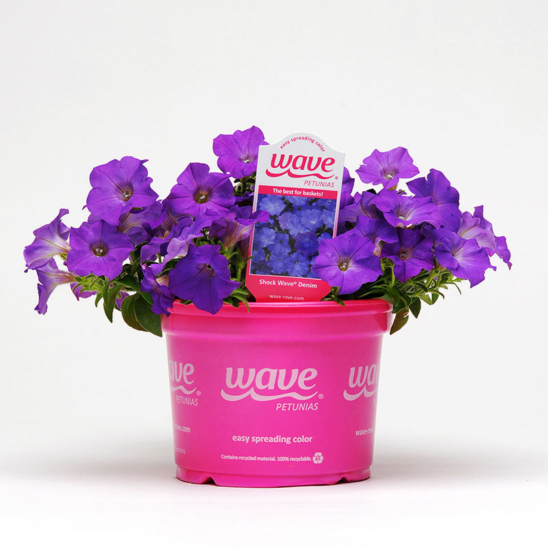Petunia Shock Wave Denim F1 Seed