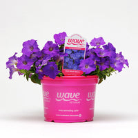 Petunia Shock Wave Denim F1 Seed