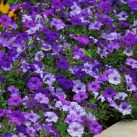 Petunia Shock Wave Denim F1 Seed
