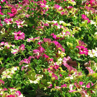 Petunia Sophistica Lime Bicolor Seed