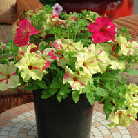 Petunia Sophistica Lime Bicolor Seed
