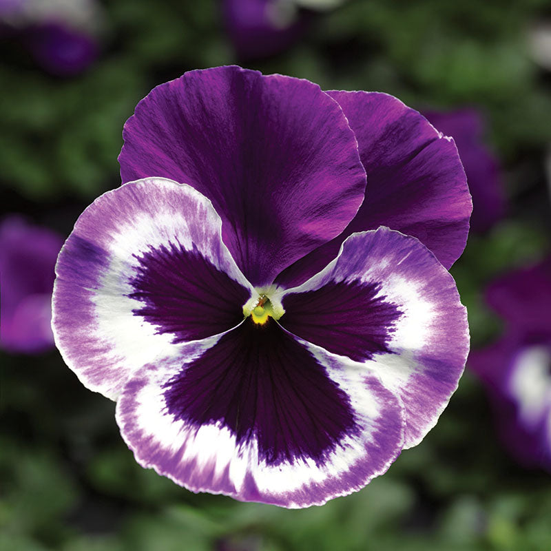 Pansy Delta Premium Violet/White F1 Seed