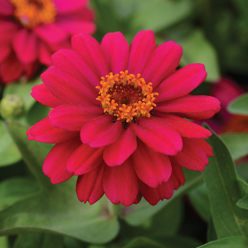 Zinnia Zahara Double Cherry Seed